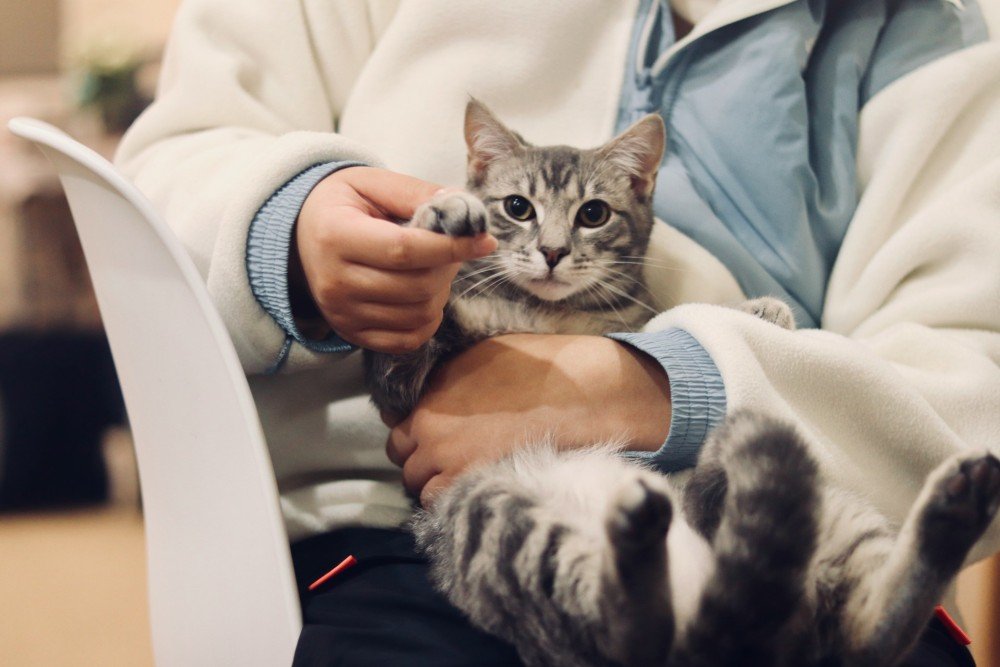Chaton tenu dans les bras — formation ACACED Chat