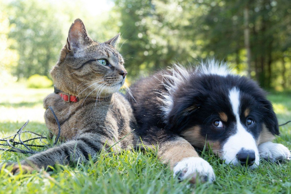 Un chat et un chien côte à côte — formation ACACED Chien + Chat