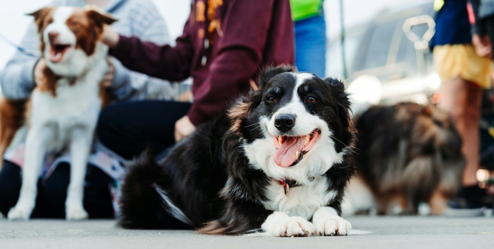 Plusieurs chiens tenus en laisse lors d'un rassemblement