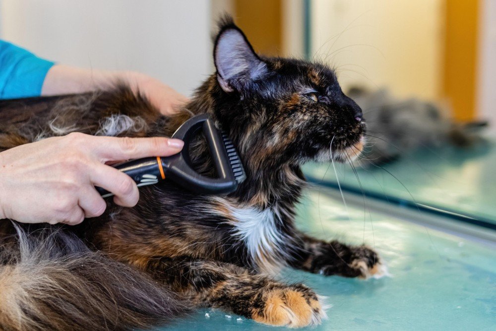 Chat pris en charge par un professionnel