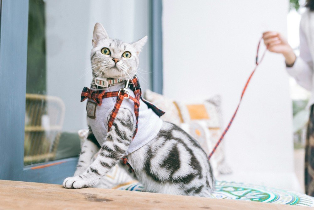 Chat en intérieur, observation du comportement félin
